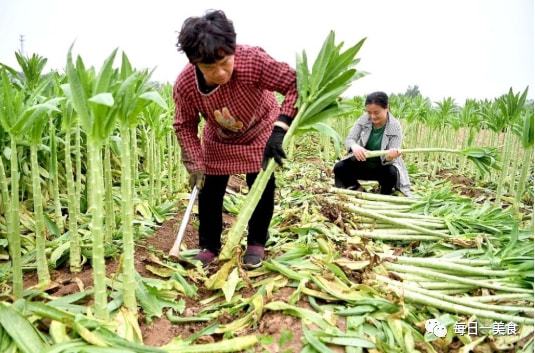 萵筍兄弟貢菜 全年高價(jià)、雙季種植的新鮮蔬果瑰寶