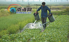 走近海口郊區(qū)菜農(nóng) 夫妻用菜筐挑起一個(gè)家，新鮮水果零售