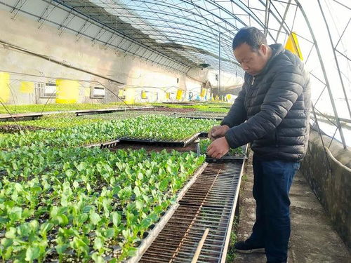 冬日里的勃勃生機(jī)——探秘蔬菜種苗工廠與新鮮蔬菜零售