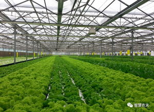 蔬菜無人種植工廠來了 從種植到采收全程自動(dòng)化，農(nóng)民會(huì)失業(yè)嗎？