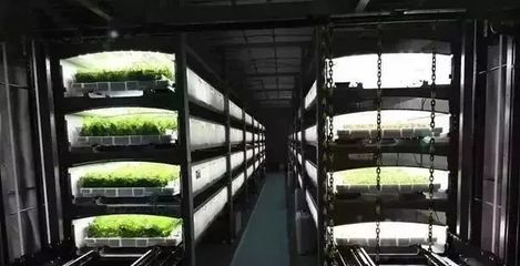 疫情下的逆襲 日本植物工廠如何實(shí)現(xiàn)蔬菜銷量大增與新鮮水果零售拓展